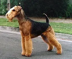 La carte Airedale Terrier