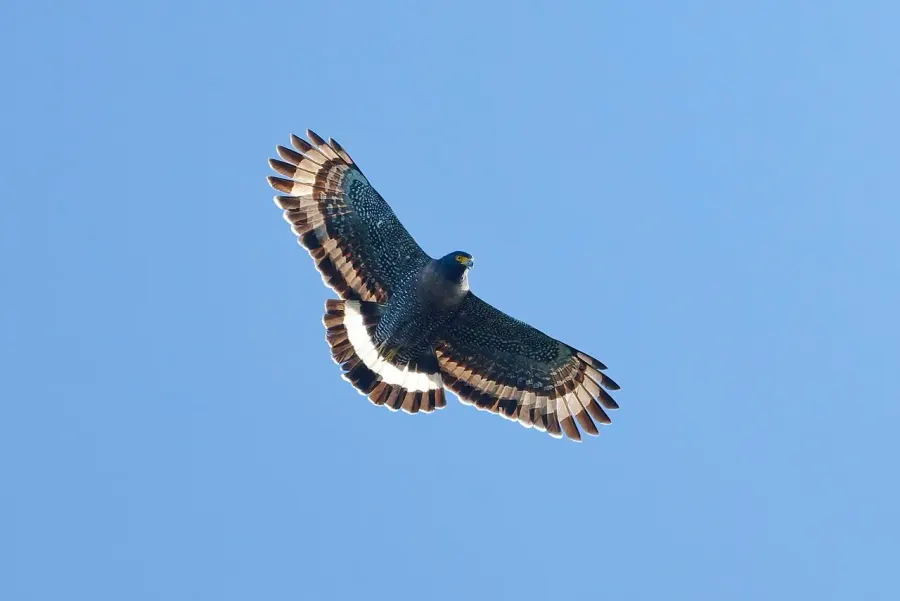 The Mountain serpent eagle card
