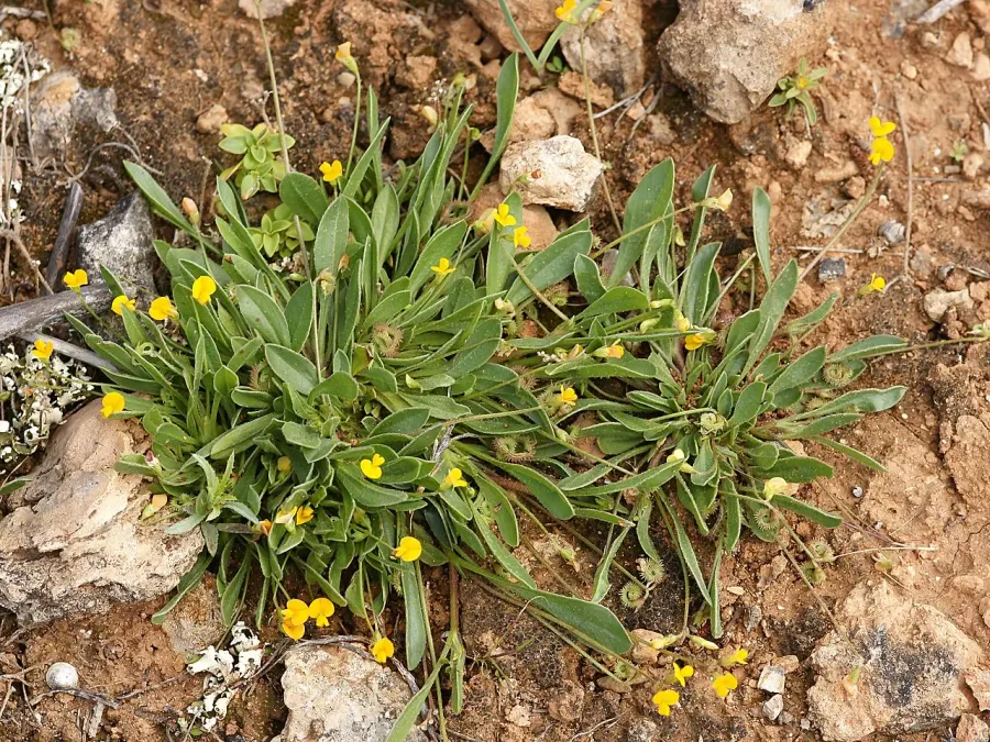 La carte Scorpiurus muricatus