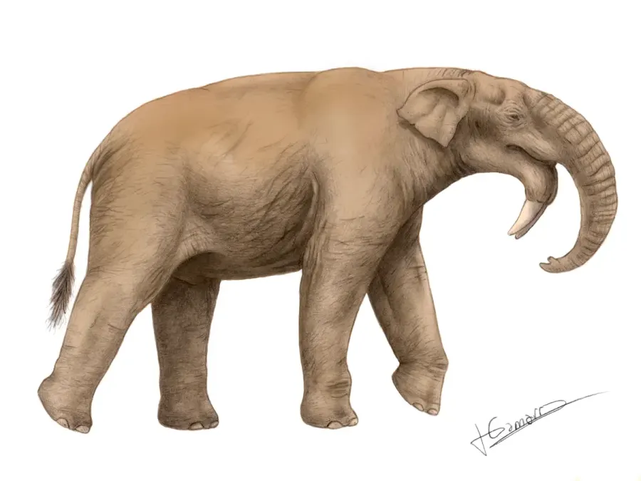 La carte Deinotherium