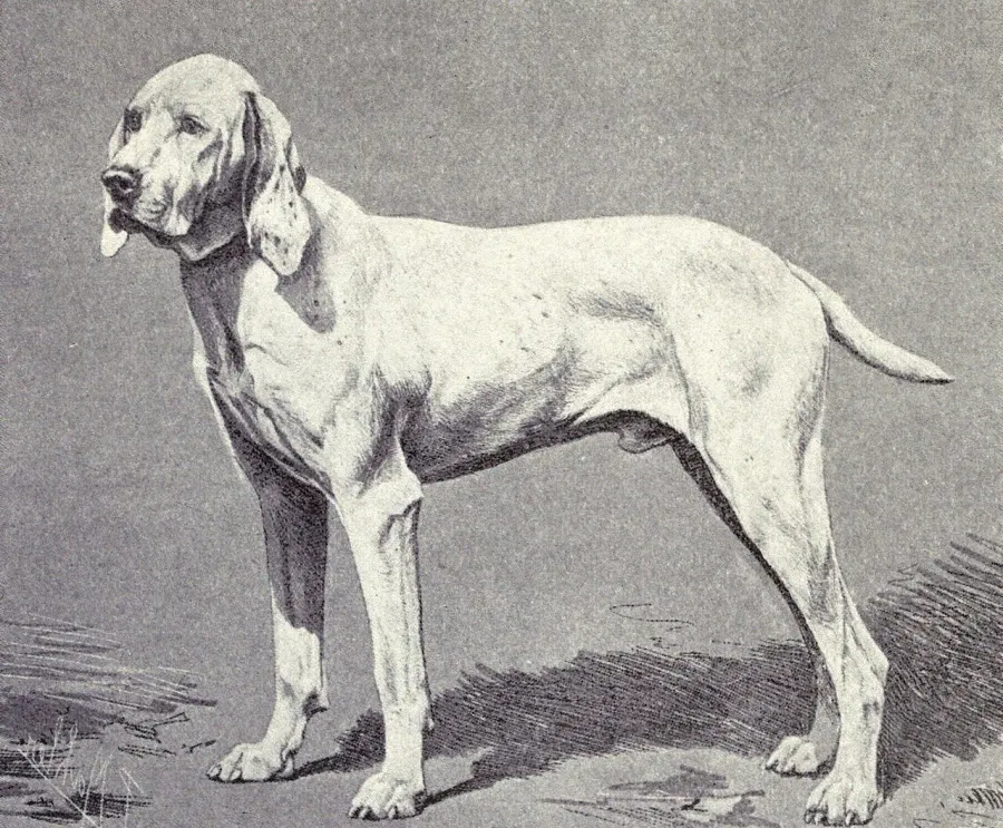 The Ariège Pointer card