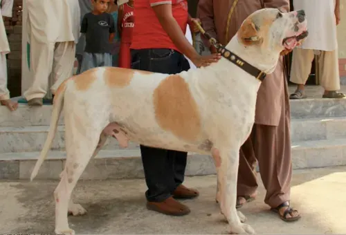 La carte Alangu Mastiff