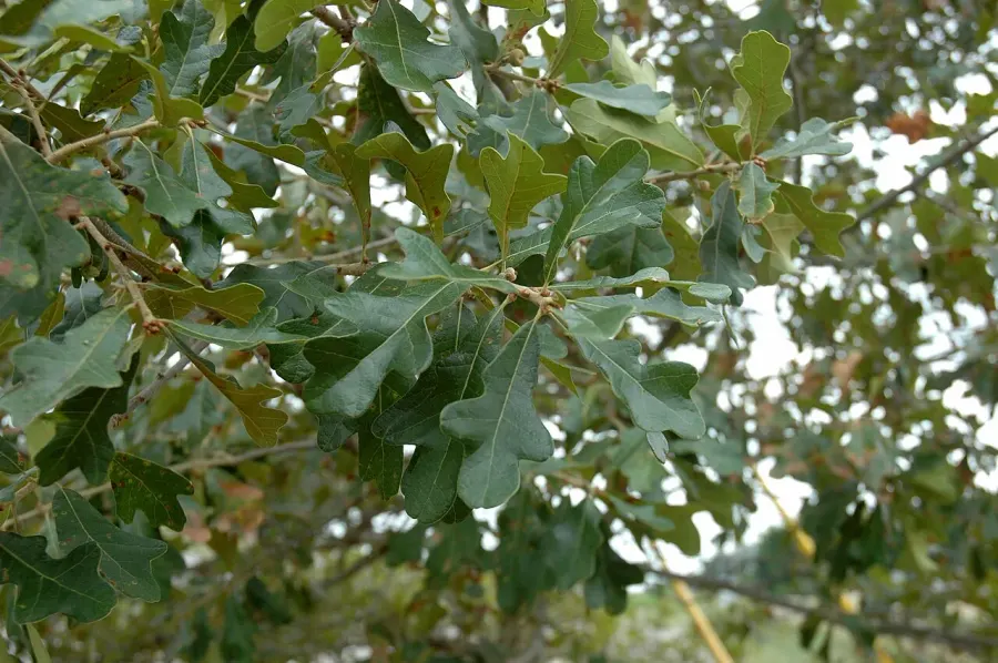 La carte Quercus boyntonii