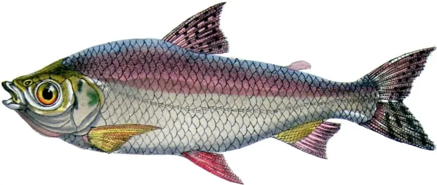 La carte Prochilodus nigricans