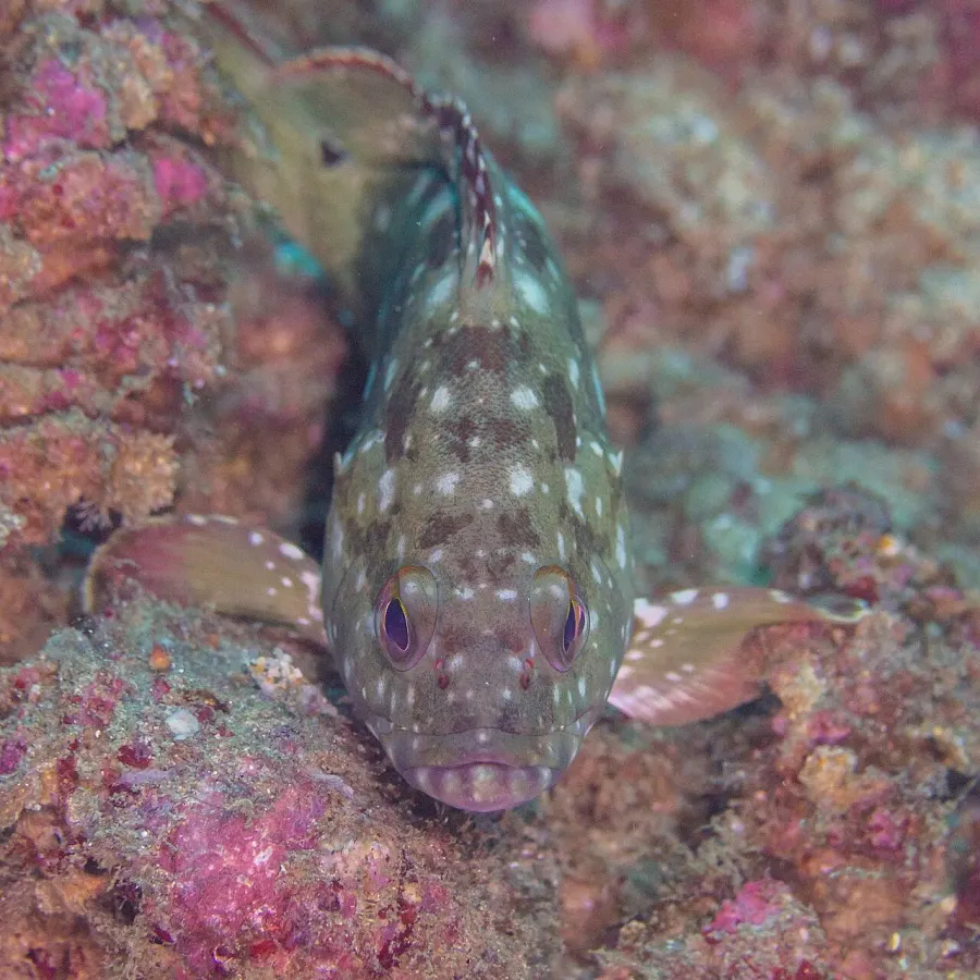 La carte Epinephelus labriformis