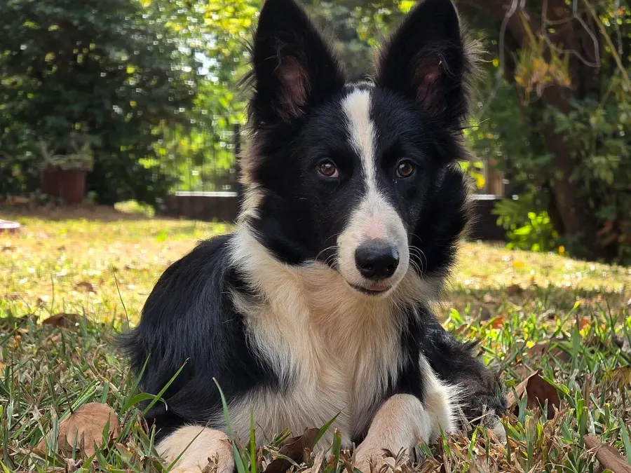 La carte Border collie