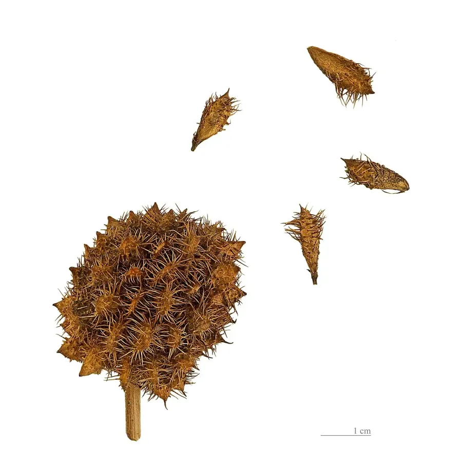 La carte Glycyrrhiza echinata