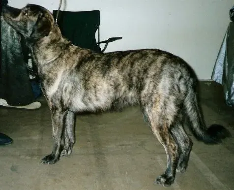 The Saint Miguel Cattle Dog card