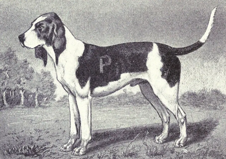 La carte Chien d'Artois