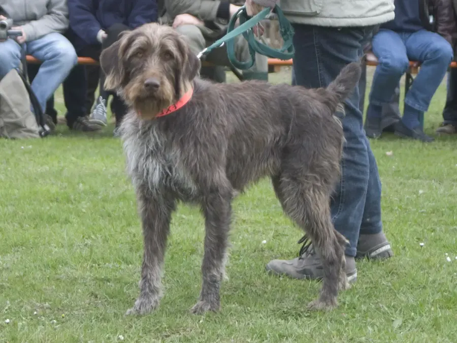 The German Roughhaired Pointer card