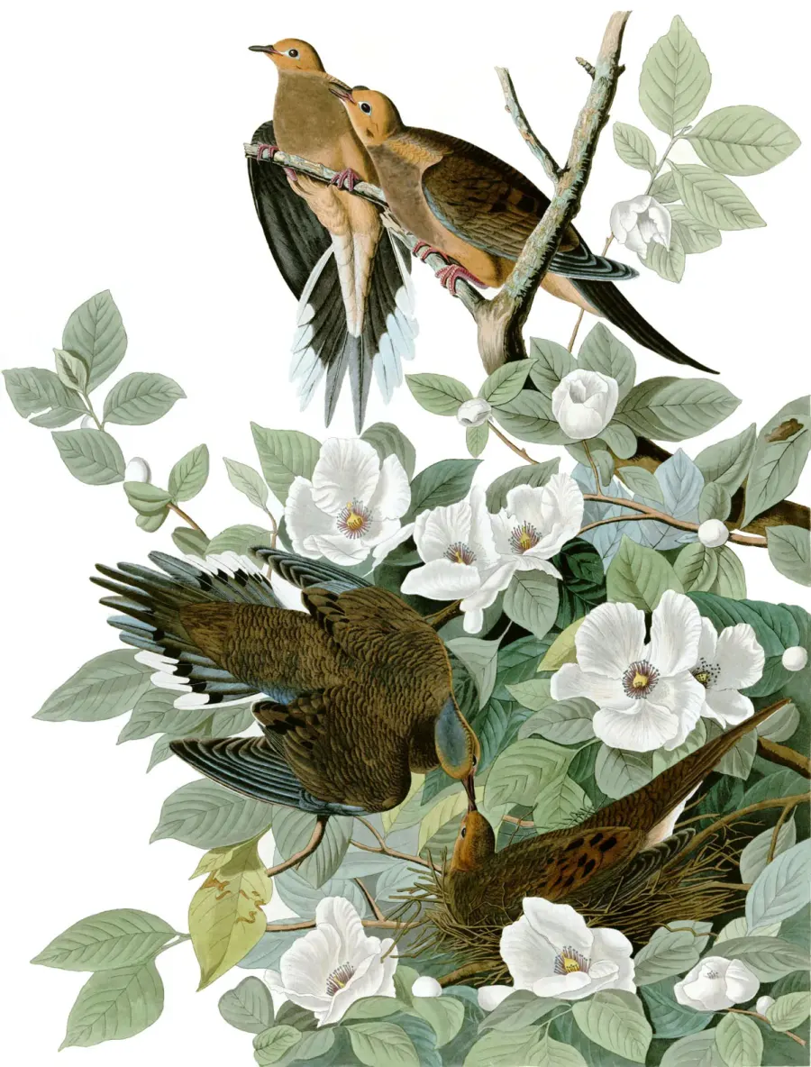 La carte Les Oiseaux d'Amérique