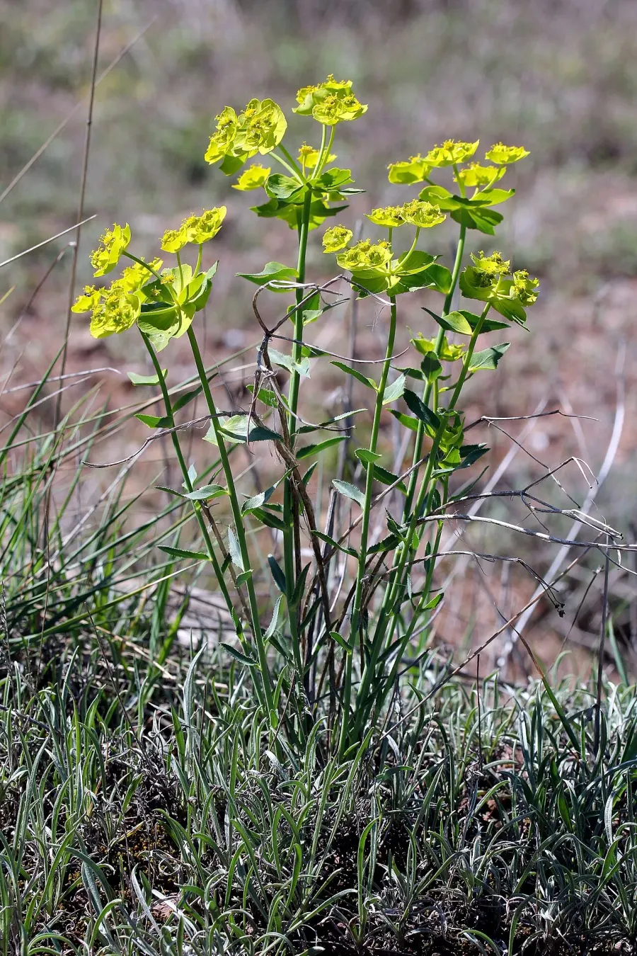 La carte Euphorbia serrata