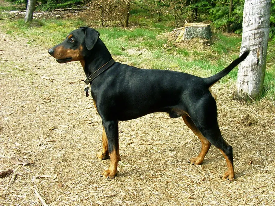 La carte Pinscher allemand