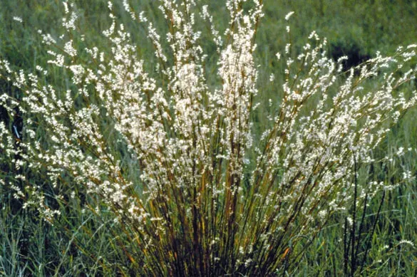 La carte Andropogoneae