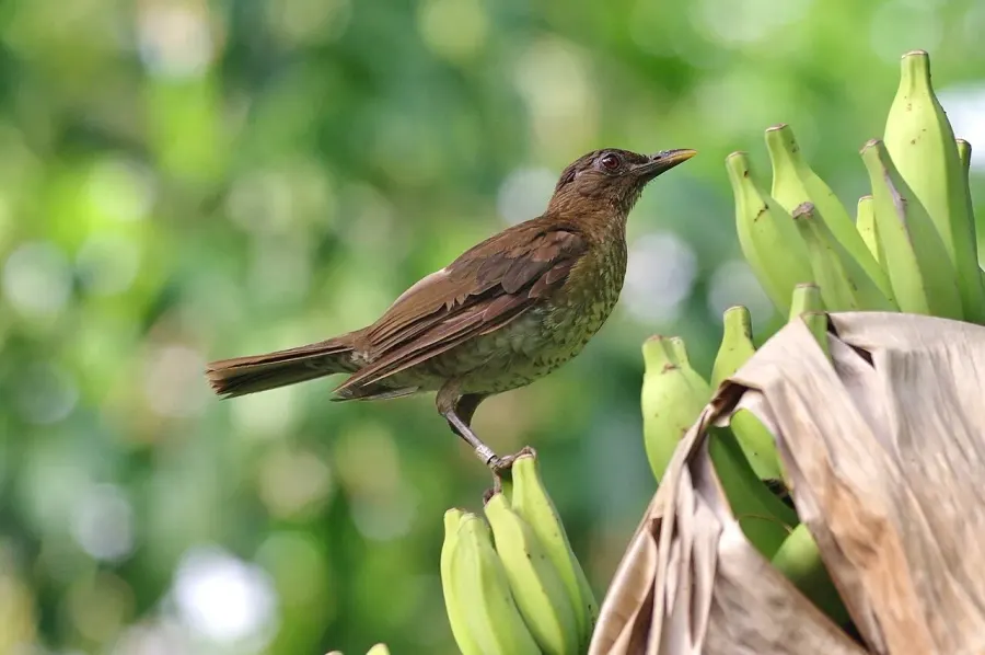 The São Tomé thrush card