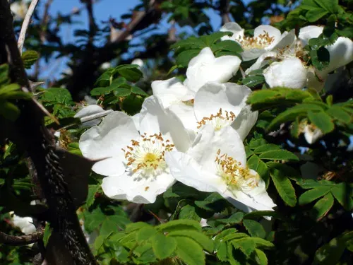The Rosa sericea card