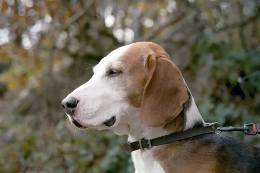 The German Hound card