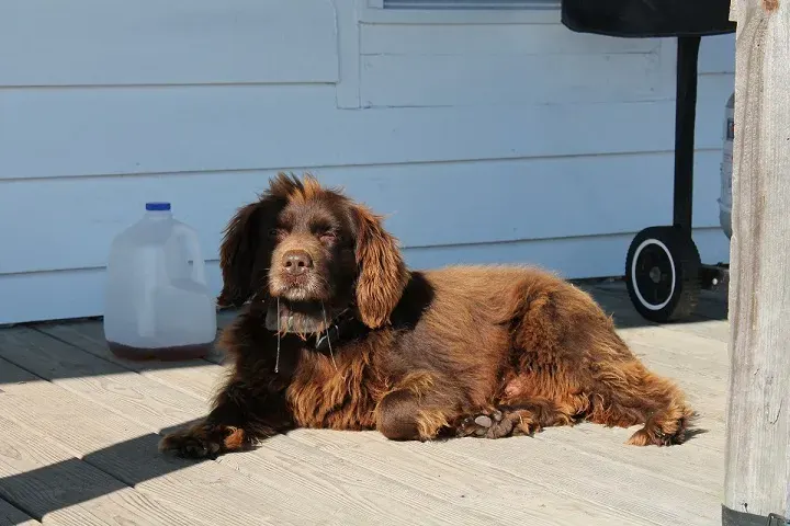 La carte Boykin Spaniel