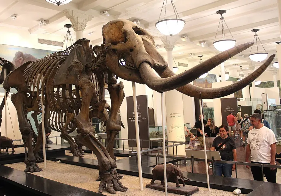 La carte Mammut americanum