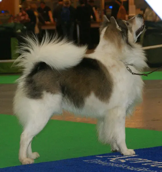 The Thai Bangkaew Dog card