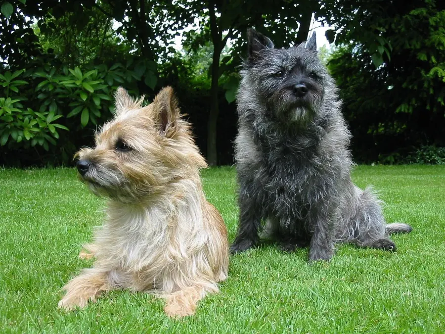 La carte Cairn terrier