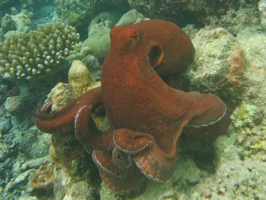 La carte Octopus cyanea