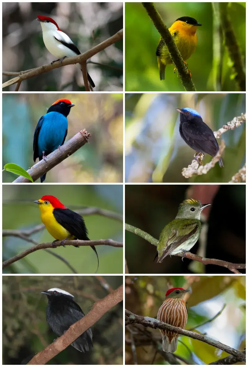 La carte Pipridae