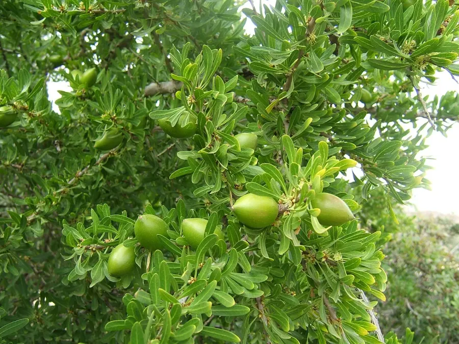 The Argania spinosa card