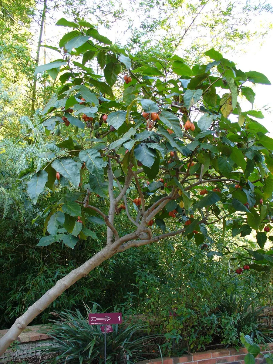La carte Tamarillo