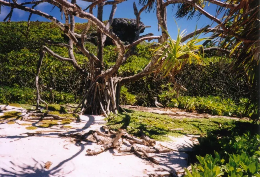 La carte Île Henderson