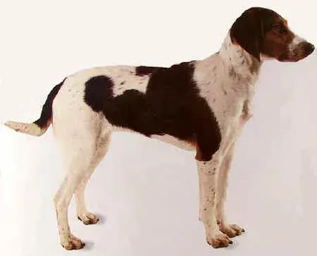 The Halden Hound card