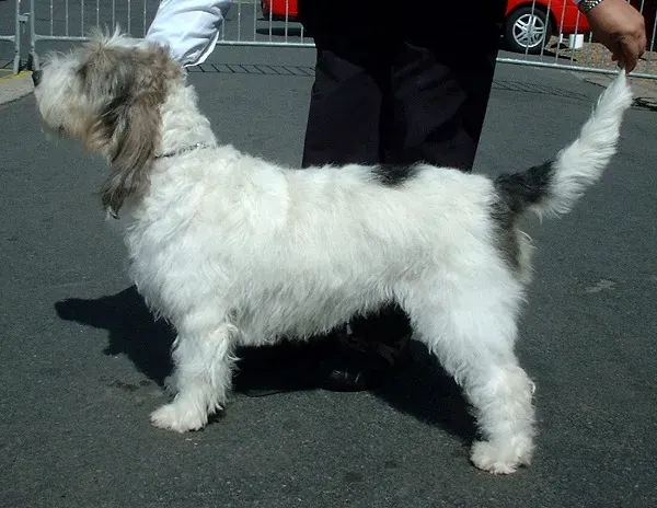 La carte Grand basset griffon vendéen