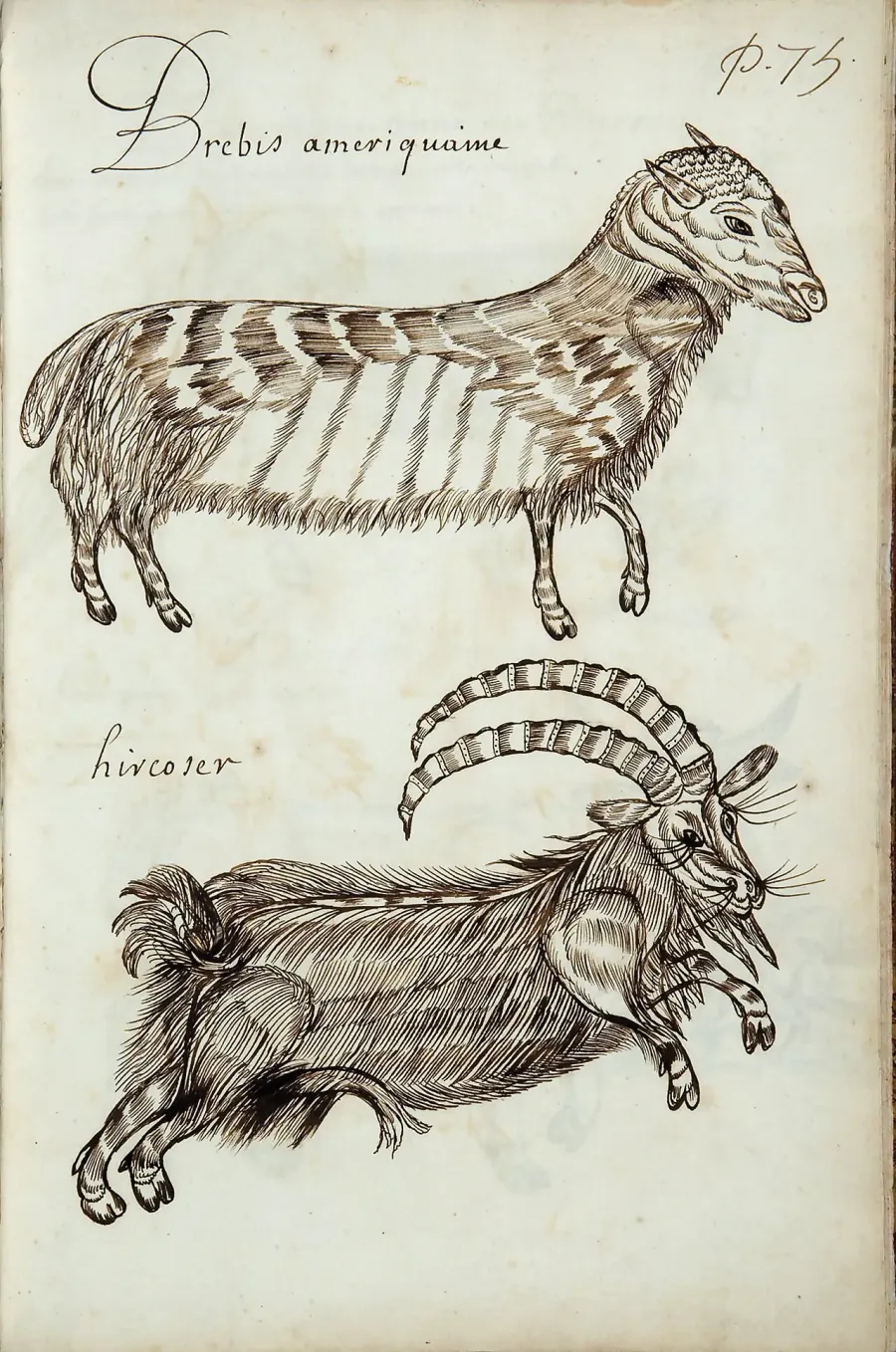 La carte Hircocerf