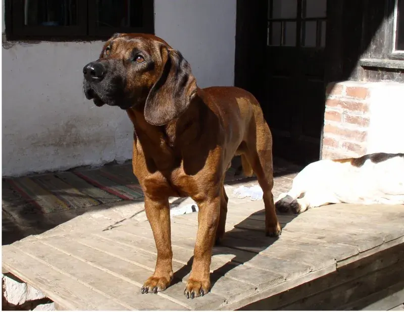 The Hanover Hound card