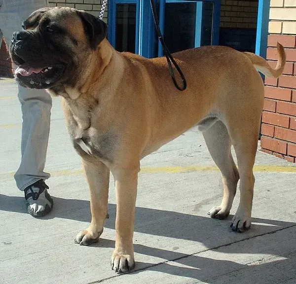 La carte Bullmastiff