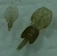 La carte Caligidae