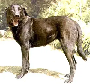 La carte Chien de Castro Laboreiro