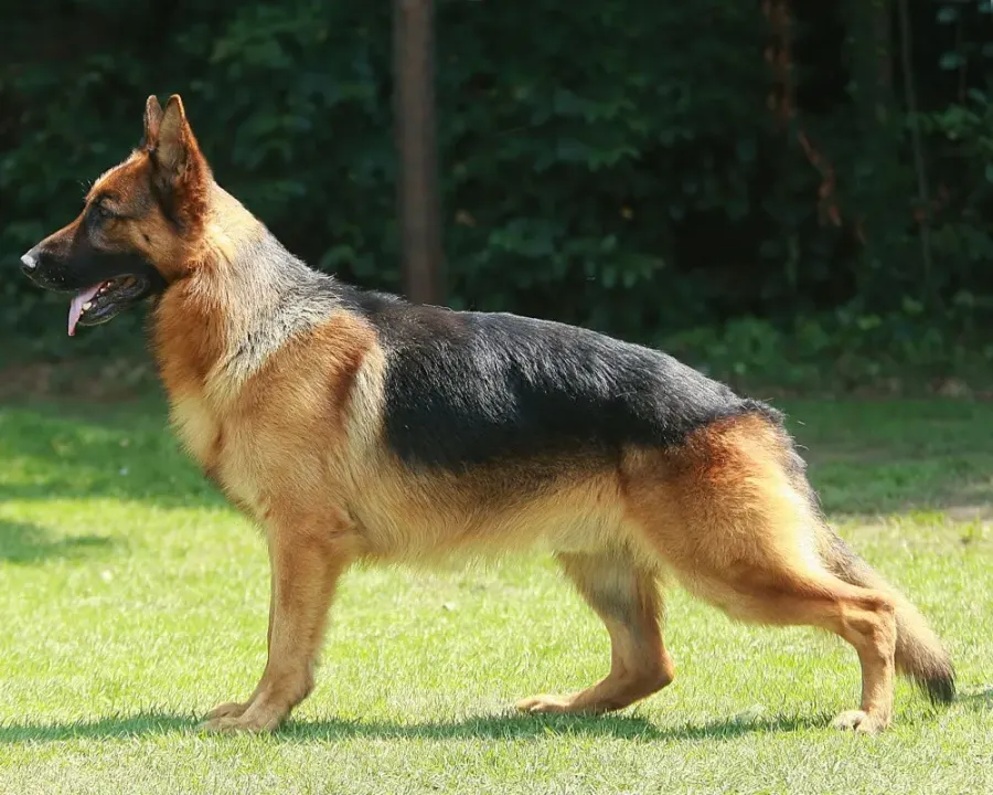 The German Shepherd card