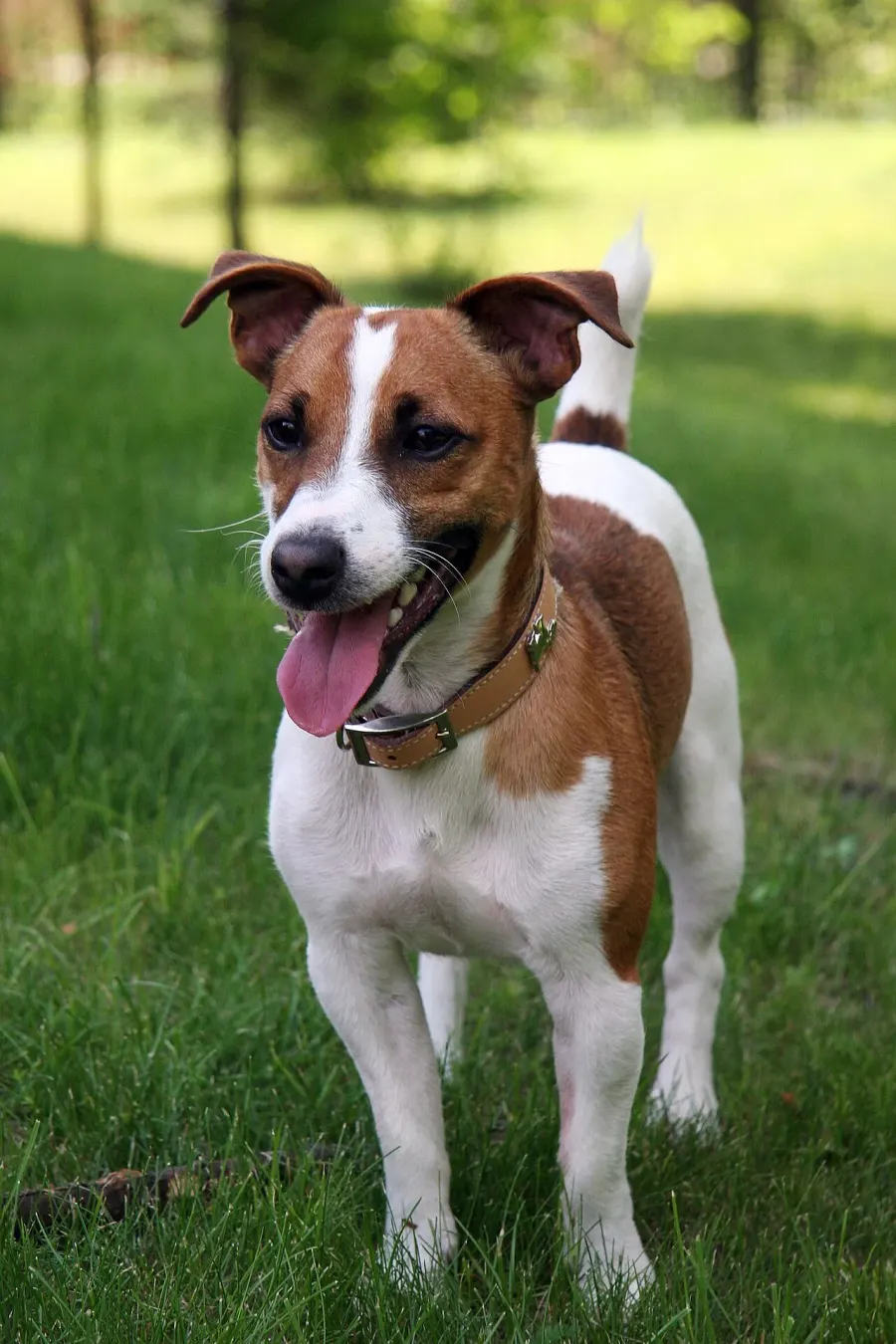 La carte Jack Russell terrier