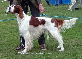 The Irish Red and White Setter card