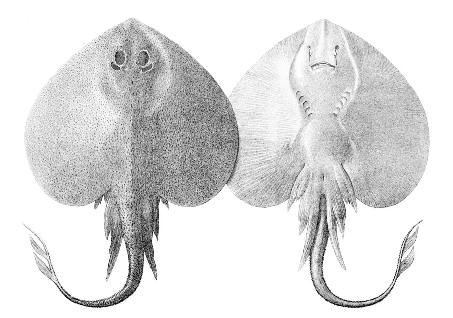 La carte Leucoraja fullonica