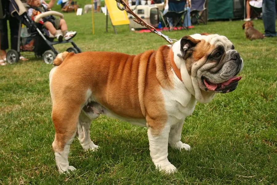 La carte Bulldog anglais