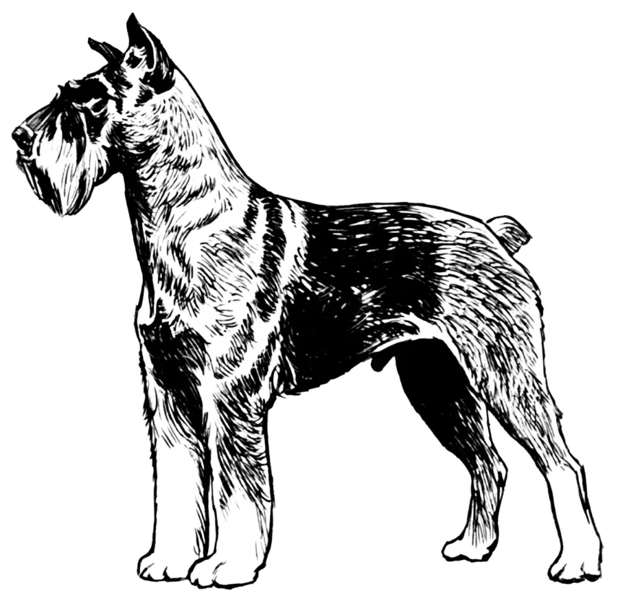 La carte Schnauzer