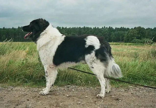 The Karakachan dog card