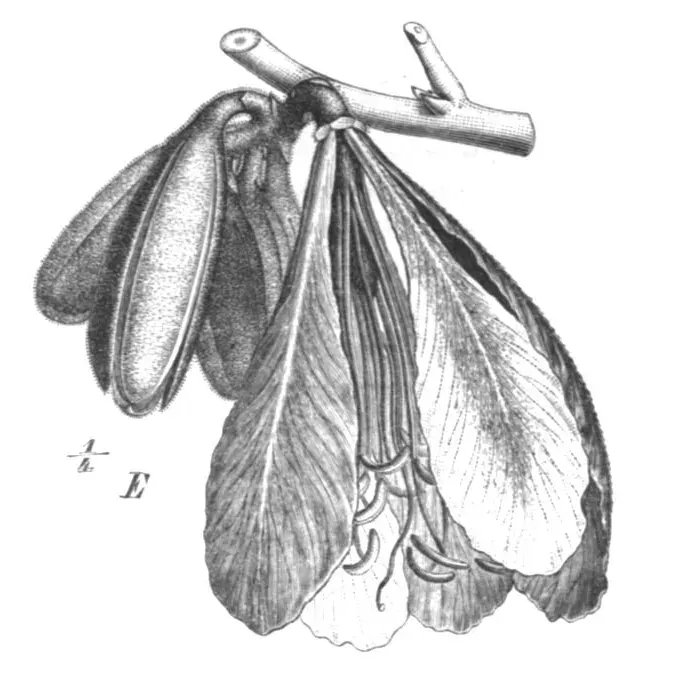 The Baikiaea card