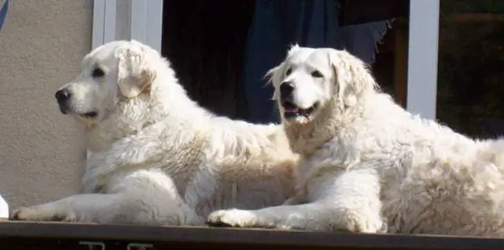 La carte Kuvasz