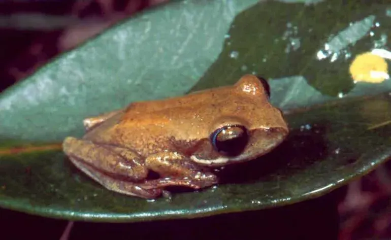 La carte Boophis rhodoscelis