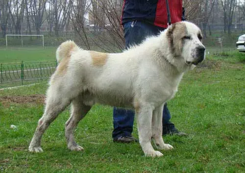 The Central Asian Shepherd Dog card
