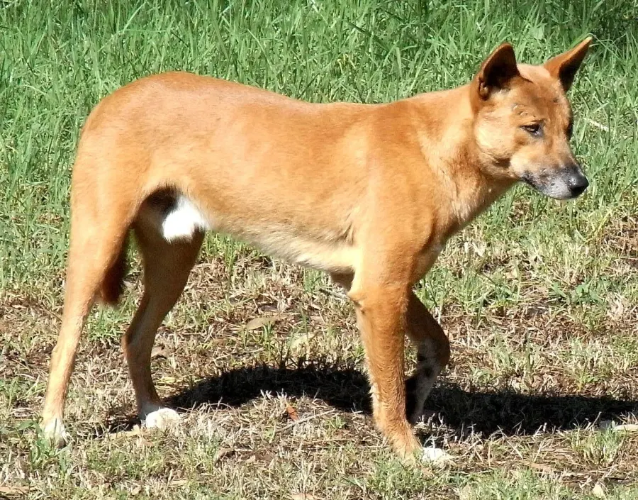 The Dingo card