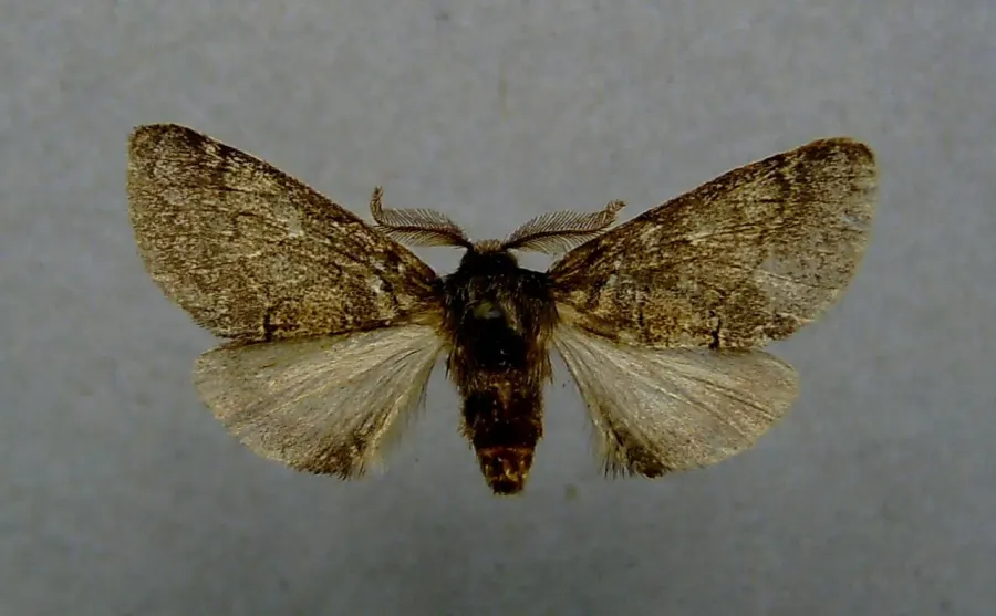 The Gluphisia crenata card